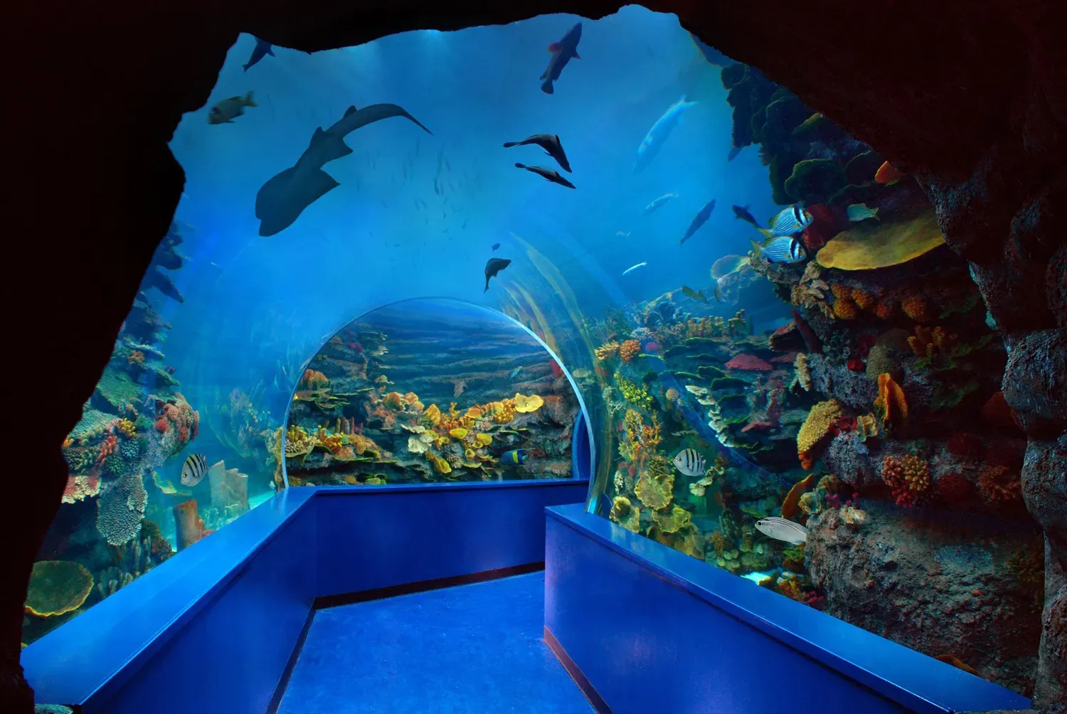 Sharjah Aquarium: Dive into the Wonders of Marine Life
